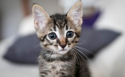 ¿Por qué los gatos nos hacen felices? Estudio revela razones