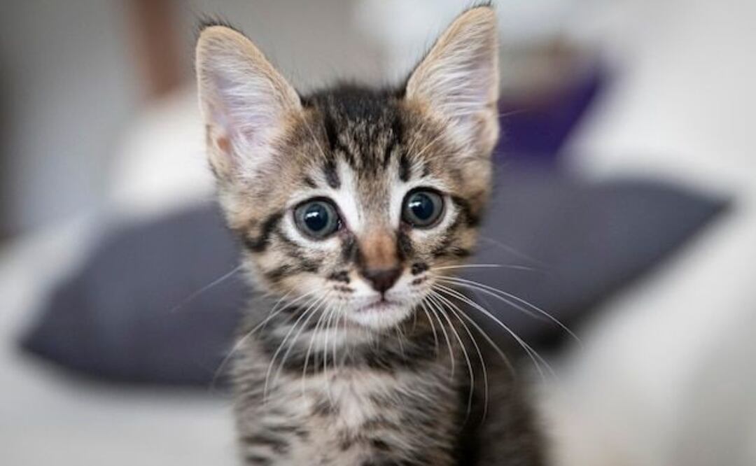 La investigación revela que la relación entre jóvenes y sus gatos fortalece la regulación emocional. Fuente: Freepik.