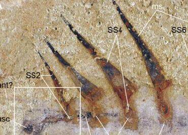 El extraño gusano de hace 515 millones de años