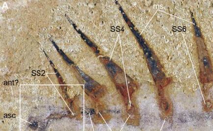 El extraño gusano de hace 515 millones de años