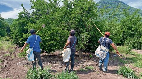 Reanudan labores limoneros con despliegue de seguridad
