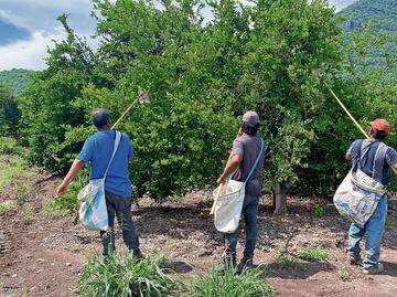 Reanudan labores limoneros con despliegue de seguridad
