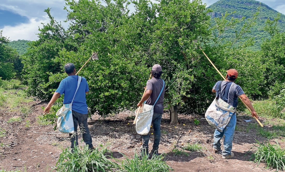 Cortadores, empacadores, industriales y pequeños comercios regresaron a la actividad citrícola, luego de 10 días de paro debido a las extorsiones del crimen organizado en los municipios de Apatzingán y Buenavista. Foto: de Carlos Arrieta. El Universal