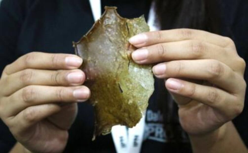Estudiantes mexicanos crean con la cáscara de mango un bioplástico