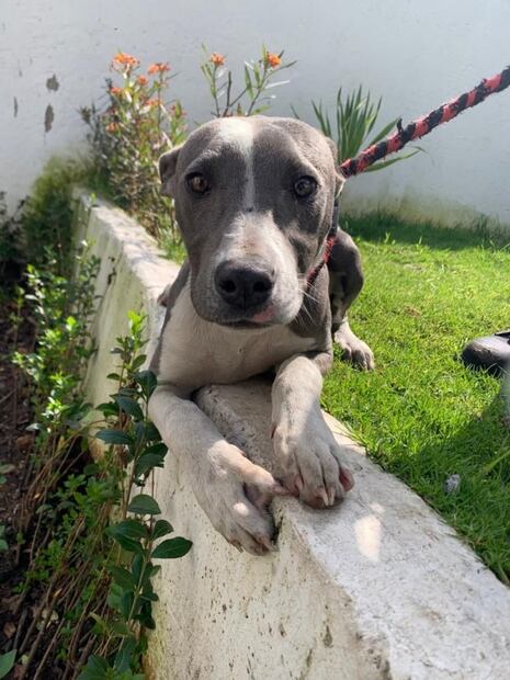 Rescatan a 16 perritos abandonados en un predio de Toluca; los darán en adopción