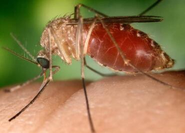 Birth defects seen in 6 percent of Zika pregnancies: U.S. study