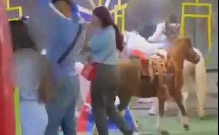 Feria en Edomex vuelve a explotar ponys para entretenimiento; ONG acusa falta de apoyo del estado para prevenir el abuso