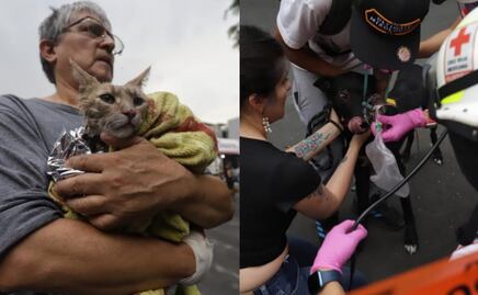 Reportan animales lesionados en incendio de la alcaldía Cuahtémoc