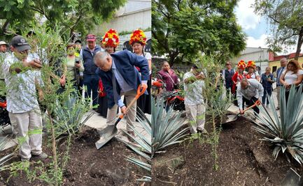 Alcaldía Xochimilco dona ahuehuete para sustituir árboles dañados o muertos en el Centro Histórico