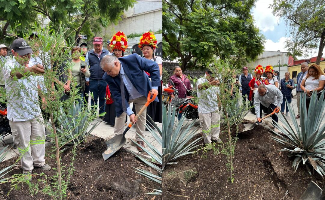 Con el objetivo de sustituir árboles dañados o muertos en el Centro Histórico, la alcaldía Xochimilco donó un ahuehuete y otras especies para ser plantadas en el primer cuadro de la capital. Foto: Especial.