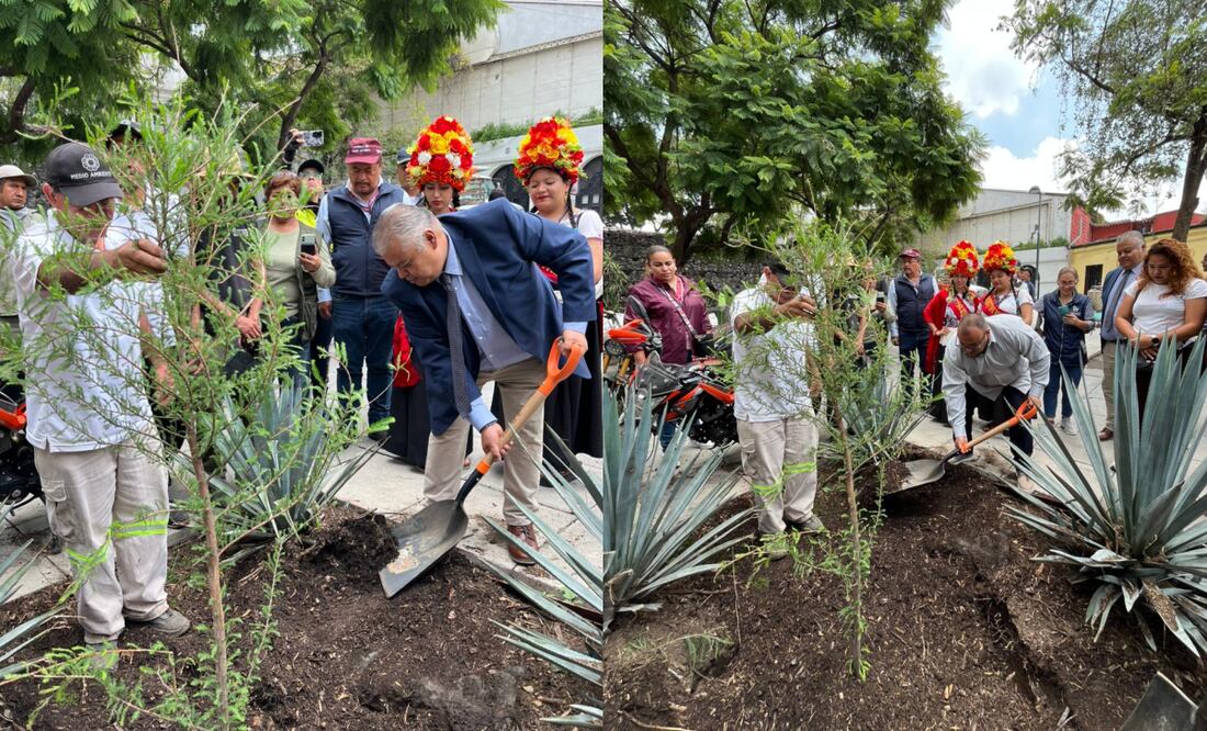 Con el objetivo de sustituir árboles dañados o muertos en el Centro Histórico, la alcaldía Xochimilco donó un ahuehuete y otras especies para ser plantadas en el primer cuadro de la capital. Foto: Especial.