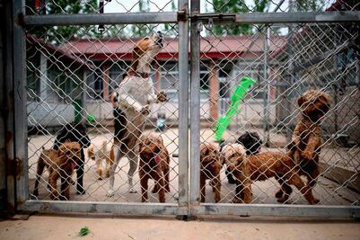 La fiesta de la carne de perro en China, víctima colateral del coronavirus