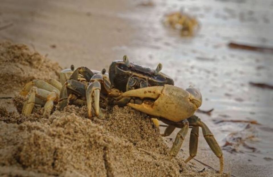 A vivir la vida al estilo 4T