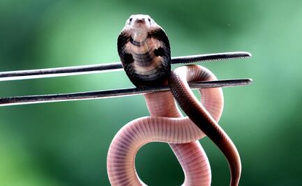 El veneno de las cobras evolucionó para defenderse de los predadores