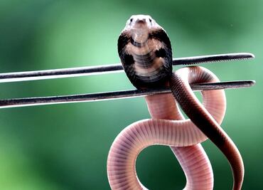 El veneno de las cobras evolucionó para defenderse de los predadores