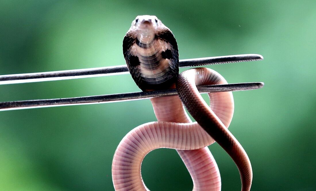 Foto: EFE/ Sanjeev Gupta, archivo