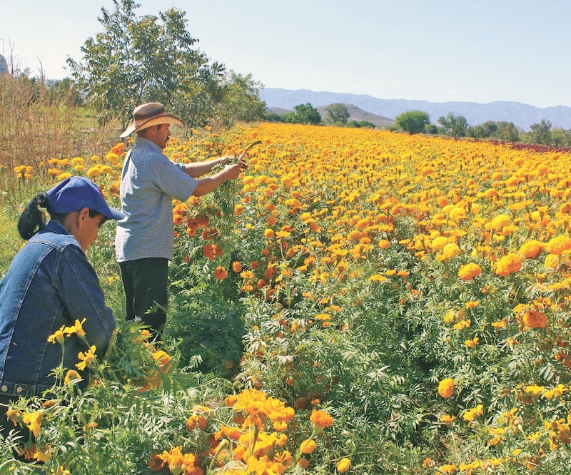 Sergio y su hermana María Estela cultivaron dos hectáreas esta temporada; consideran que el campo es lo más olvidado. Foto/FRANCISCO RODRÍGUEZ. EL UNIVERSAL