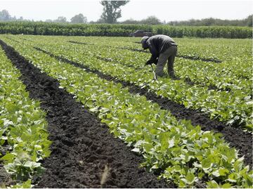 SAT permite a contribuyentes del campo y pesca pagar combustibles en efectivo