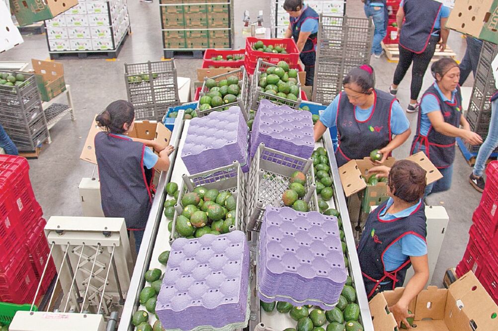 Michoacán cultiva más de la mitad de los aguacates que se consumen en el mundo, de acuerdo con la asociación estatal que agrupa a más de 12 mil productores y 40 empacadores (CAMILO OLARTE)