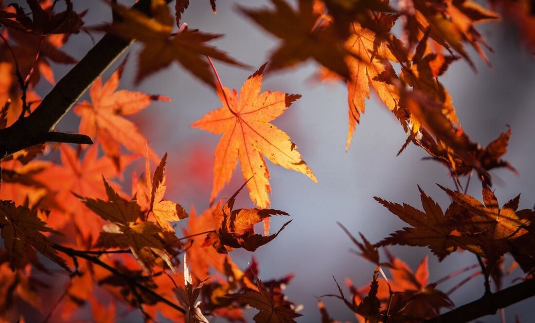 El equinoccio de otoño también beneficia a la siembra y cultivos. Foto: Pixabay