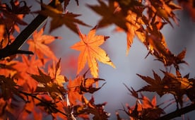 ¿Por qué los días serán más cortos en México?; descubre cuándo llegara el equinoccio de otoño 2026