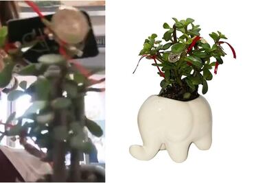 Mujer critica a Walmart por vender "plantas anticristianas" para Año Nuevo