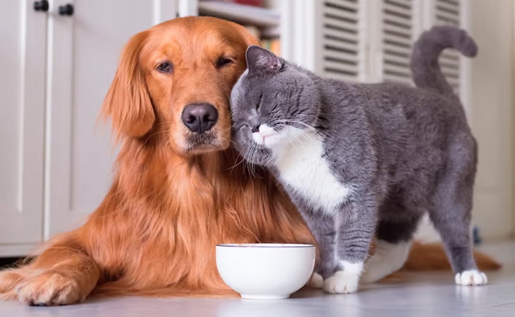 Se precisa que la manutención de los seres sintientes de compañía comprende todo lo necesario para garantizar su bienestar integral. Foto: Purina
