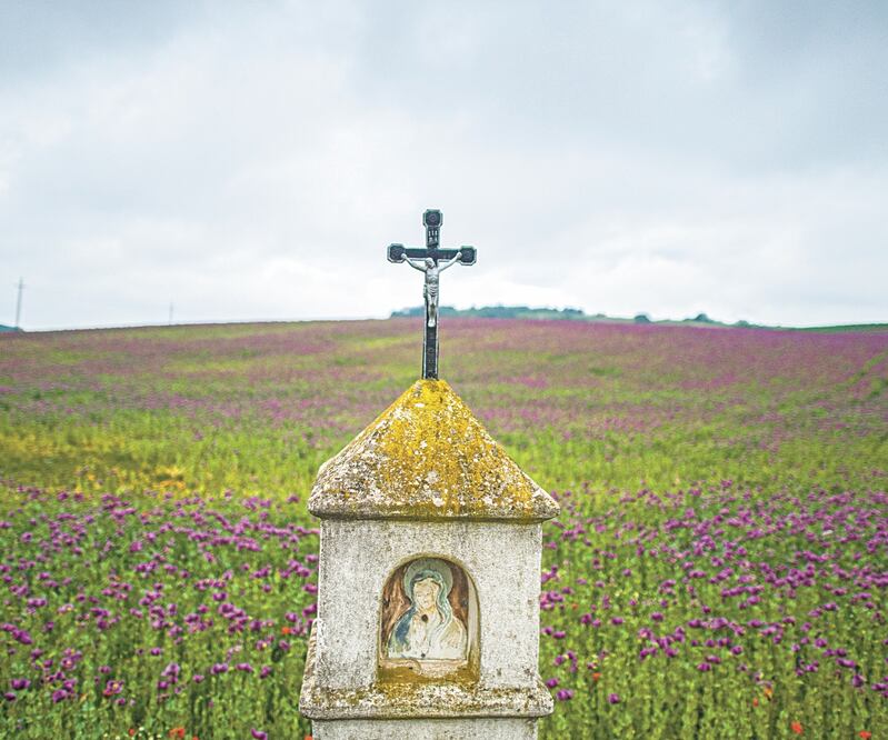 Un plantío de amapola en Austria. Europol indica que los puntos de cultivo seestabilizaron antes de las restricciones de movilidad impuestas por el Covid-19. CHRISTIAN BRUNA. EFE