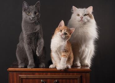 ¿Cómo distinguir si los gatos juegan o pelean?