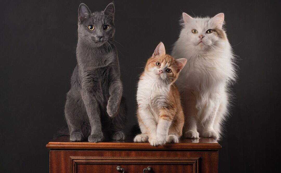 En muchas ocasiones, los dueños de los gatos no logran comprender si las interacciones de sus mascotas son positivas o negativas. Foto: Pixabay