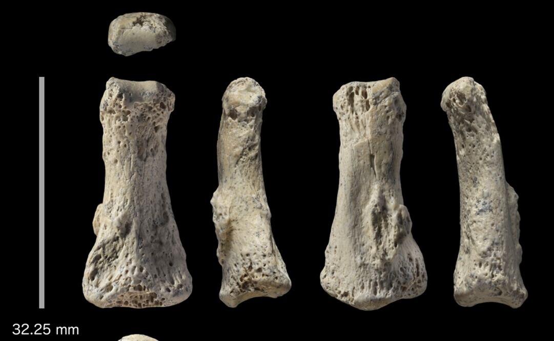 Foto de Michael Petraglia donde se muestran diferentes vistas de un dedo fósil de un Homo sapiens del sitio arqueológico Al Wusta en Arabia Saudi. Foto: Ian Cartwright/Michael Petraglia via AP