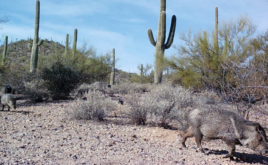 La Sociedad de Plantas Nativas de Baja California es el capítulo local de la California Native Plant Society. (FOTO: EFE)