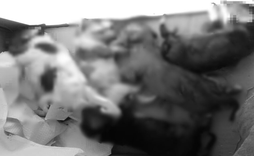 Foto: Asociación "Generando Hogares de Amor Para Animales"