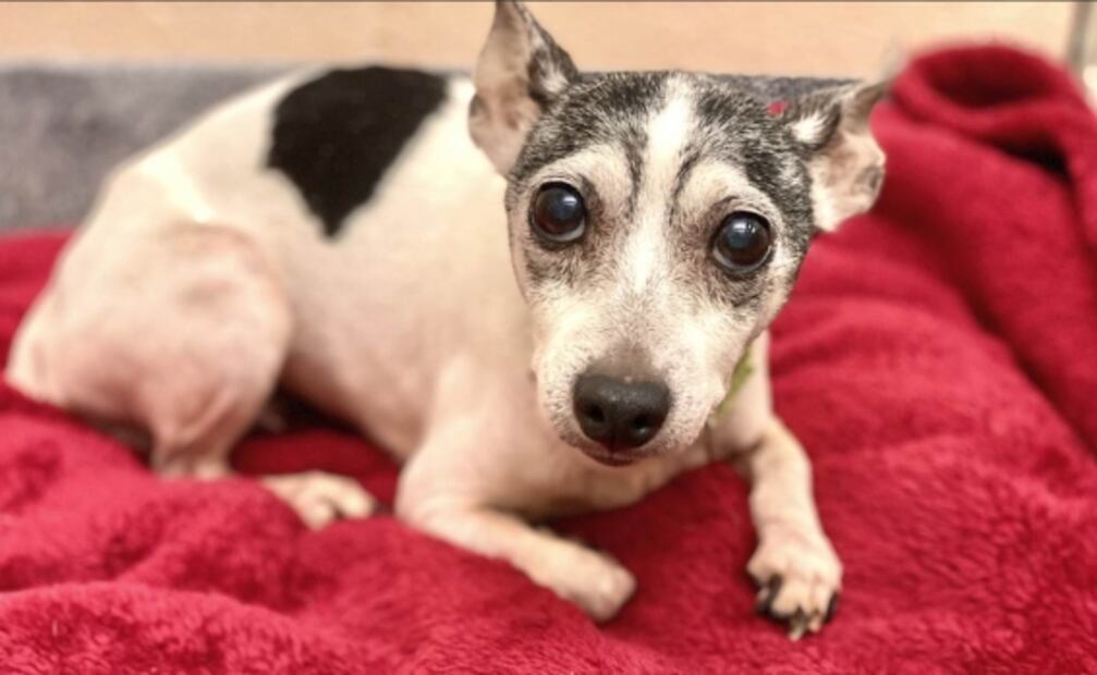 Mujer de Florida encuentra a su perra perdida hace 12 años