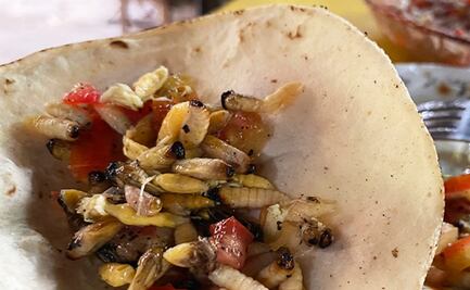 ¿Comerías tacos de larvas de avispa?