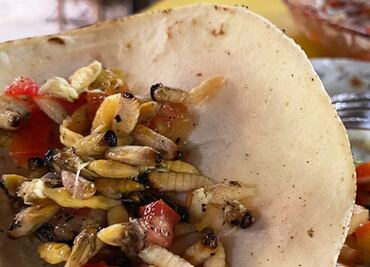 ¿Comerías tacos de larvas de avispa?