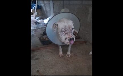 Pobladores se unen para ayudar a “Rusti”, perro atacado a machetazos en Veracruz