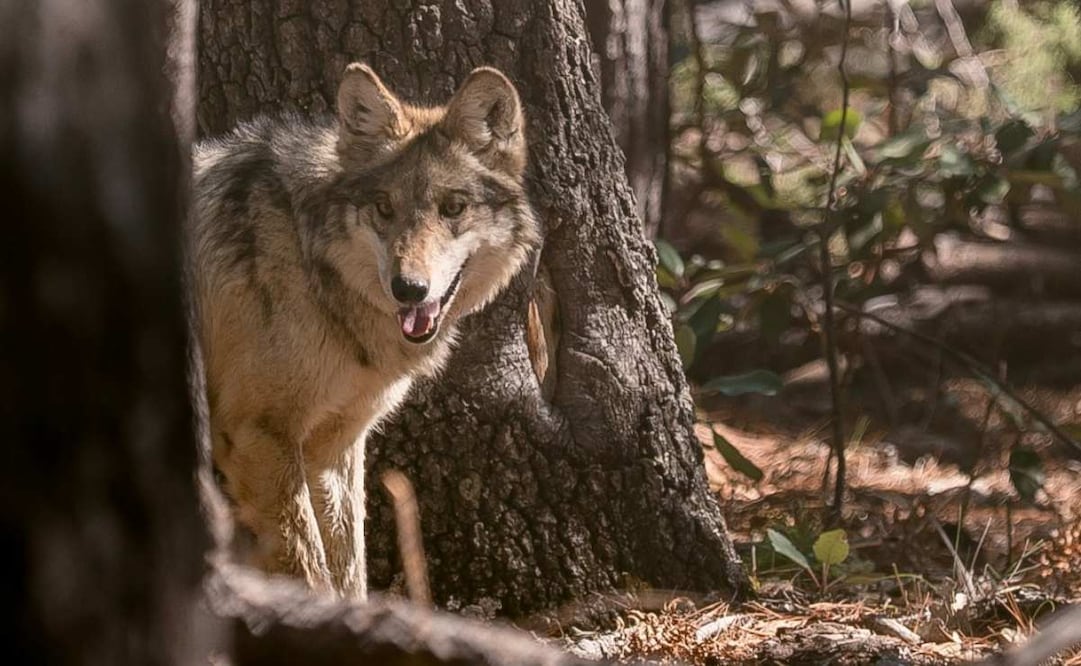 El miércoles 25 de marzo de 2026 llegó una segunda manada de lobo mexicano a la Sierra Madre Occidental de Durango para su próxima reintroducción a la vida silvestre. Foto: Semarnat