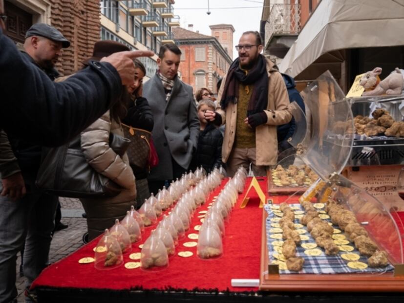 Perros truferos de Italia: su raza puede costar 5,000 euros