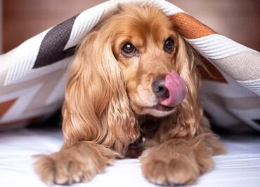 ¿A qué hora hará más frío hoy, 8 de diciembre de 2021?