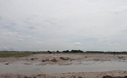 Suman 800 mdp en daños a cultivos por lluvias en Sinaloa