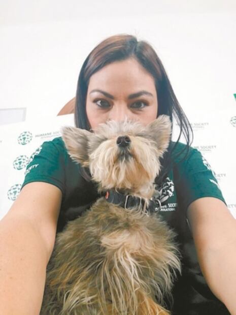 Mascotas en el lugar de trabajo