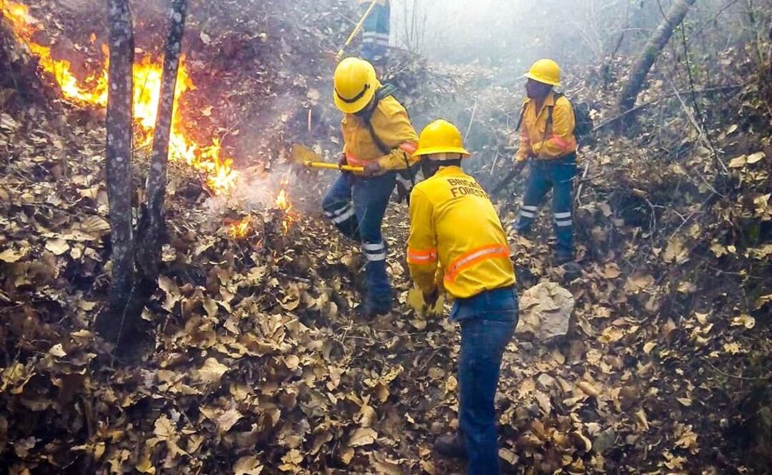 Las tareas para el control del fuego se realizan en coordinación con la Comisión Nacional Forestal (Conafor) y la Secretaría de la Defensa Nacional. Foto: Especial