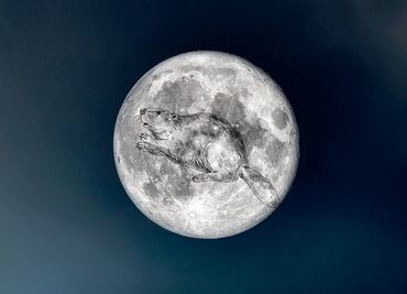 Luna del Castor 2024; estos días faltan para ver el fenómeno astronómico en México