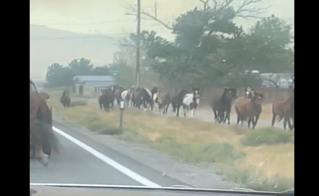 Imágenes de videos en redes sociales mostraron manadas de caballos salvajes que aparentemente huían del incendio. Foto: Captura de video