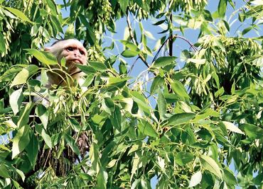 Mono capuchino de Lomas Altas no aparece: Profepa