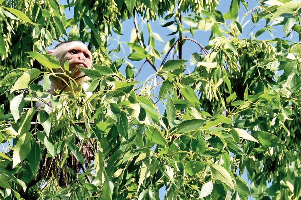 Persecución. La movilización inició el martes a las ocho de la mañana y en menos de dos horas el primate generó caos. (ARCHIVO EL UNIVERSAL)