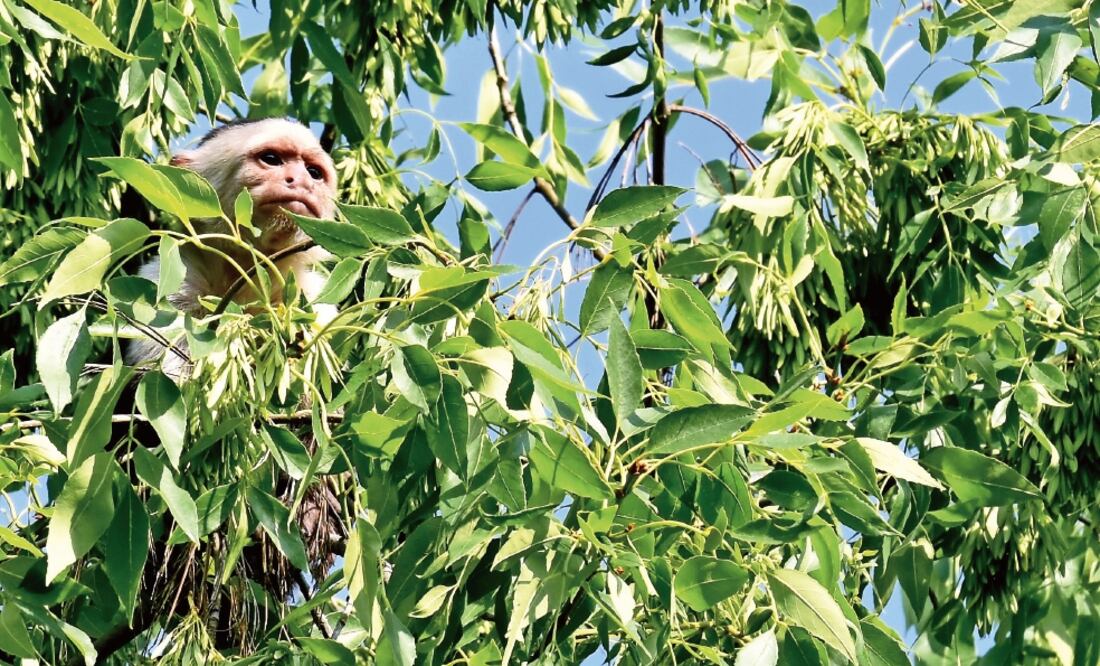 Persecución. La movilización inició el martes a las ocho de la mañana y en menos de dos horas el primate generó caos. (ARCHIVO EL UNIVERSAL)