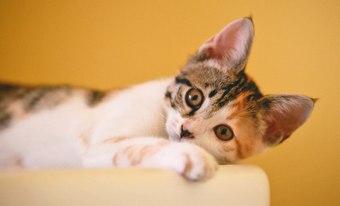 Conoce cómo calcular correctamente la edad de tu gato y por qué es importante saberlo. Foto: Canva