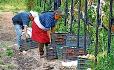 Jitomateros, en crisis; producción y precios se desploman